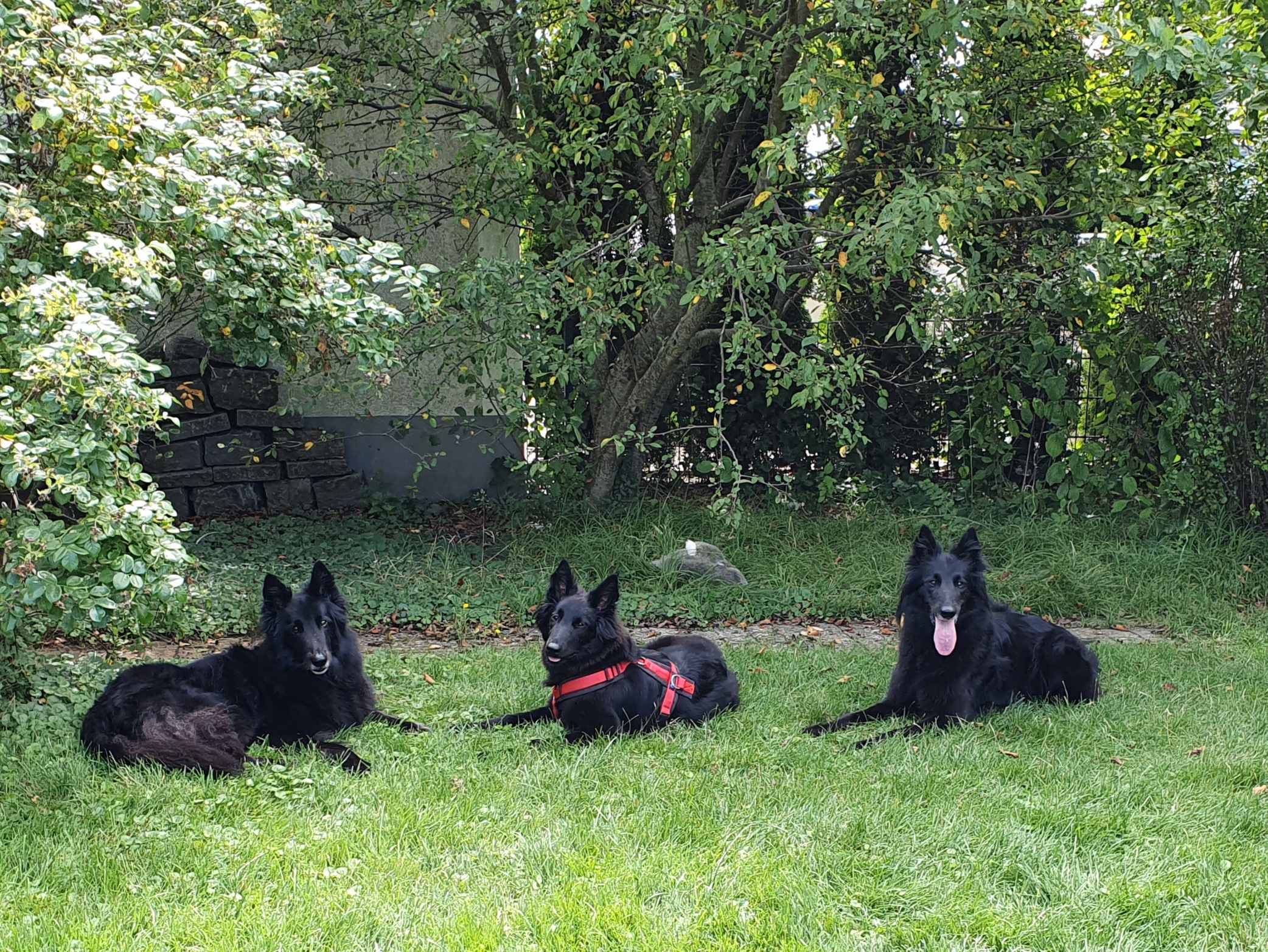 Enya Chilli und Lucy